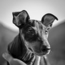 fotografía canina. Un proyecto de Fotografía de Jose Antonio Gonzalez - 26.12.2020