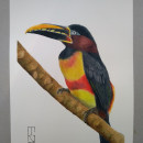 Meu projeto do curso: Técnicas expressivas de aquarela para ilustração de pássaros. Un projet de Aquarelle de Rogéria Gaudencio - 28.12.2020