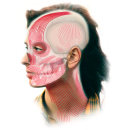 Ilustración Médica-Musculatura facial. Un proyecto de Ilustración tradicional, Infografía, Ilustración digital y Dibujo anatómico de Ulises Martinez - 13.03.2020