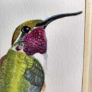 Mi Proyecto del curso: Doricha Eliza, colibrí mexicano. Un proyecto de Pintura a la acuarela de Natalia Cárdenas Rodriguez - 01.01.2021
