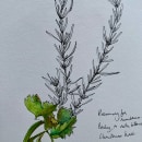 Rosemary for remembrance - illustrating dad’s notes. Traditional illustration project by Mali Perdeaux - 01.09.2021