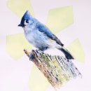 My project in Artistic Watercolor Techniques for Illustrating Birds course. Un proyecto de Pintura a la acuarela de Hayden Oliver - 16.01.2021