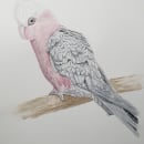 My project in Naturalist Bird Illustration with Watercolors course. Pintura em aquarela projeto de Anita Mulder - 22.01.2021