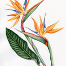 Mi Proyecto del curso: Acuarela botánica: ilustra la anatomía de las flores. Un proyecto de Pintura a la acuarela e Ilustración botánica de middling_love - 24.01.2021