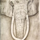 Elephant Ein Projekt aus dem Bereich Bleistiftzeichnung von Paolo Mongillo - 31.01.2021