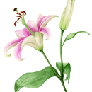 My project in Botanical Illustration with Watercolors course. Un progetto di Pittura ad acquerello, Illustrazione botanica e Illustrazione naturalistica di Lea Morgan - 26.02.2021