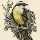 Tinta & Aves . Traditional illustration, Fine Arts, Sketching, Botanical Illustration, Ink Illustration, and Naturalistic Illustration project by Ricardo Macía Lalinde - 02.28.2021