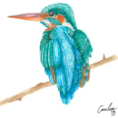 Ilustración naturalista de aves con acuarela. Un proyecto de Ilustración naturalista				 de Andrea Bustos León - 02.03.2021