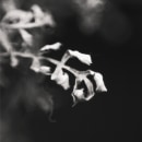 • Pollinis •. Un proyecto de Fotografía y Fotografía artística de Lucas Ofero - 13.03.2021