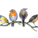 My project in Artistic Watercolor Techniques for Illustrating Birds course. Un progetto di Pittura ad acquerello di Lea Morgan - 24.03.2021