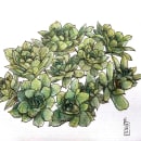 Mi Proyecto del curso: Sketchbook botánico: una aproximación meditativa. Un proyecto de Pintura a la acuarela e Ilustración botánica de Jana Fry - 08.04.2021