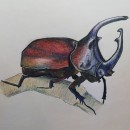 Insect Ein Projekt aus dem Bereich Botanische Illustration von Nathalie Lauwereyns - 28.03.2021