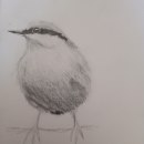 My project in Artistic Watercolor Techniques for Illustrating Birds course. Un proyecto de Dibujo a lápiz de Hannah Sellars - 12.04.2021