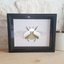 Handmade paper cut Beetle and Bumblebee. Ilustração tradicional, Papercraft, Desenho, Ilustração botânica e Ilustração naturalista projeto de Eléonore Zicler - 13.04.2021