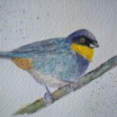 Mi Proyecto del curso: Acuarela artística para ilustración de aves. Un proyecto de Pintura a la acuarela de gabynavarro_cba - 17.04.2021