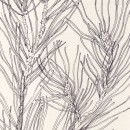 Ramas. Un proyecto de Ilustración tradicional, Dibujo, Ilustración botánica, Ilustración con tinta e Ilustración naturalista				 de Sara del Valle - 25.04.2021