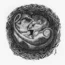 Monito del monte (Dromiciops gliroides). Ilustração tradicional e Ilustração naturalista projeto de Julia Rouaux - 04.01.2021