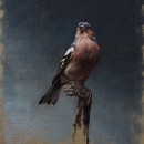 Portrait of a Chaffinch. Un projet de Beaux Arts, Peinture, Peinture à l'huile et Illustration naturaliste de Sarah Margaret Gibson - 04.05.2021