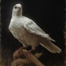 Portrait of a Dove. Un proyecto de Bellas Artes, Pintura, Pintura al óleo e Ilustración naturalista				 de Sarah Margaret Gibson - 04.05.2021