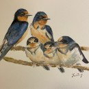 Barn swallows. Un projet de Illustration naturaliste de Jan - 06.05.2021