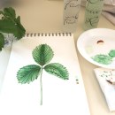 My project in Botanical Illustration with Watercolors course. Un proyecto de Ilustración tradicional de Mihaela Price - 10.05.2021