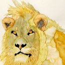 Grand lion africain - VENDU (SOLD). Un proyecto de Ilustración tradicional y Pintura a la acuarela de Dominique Martel - 27.05.2021