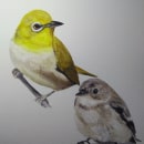 Birds (studies). Un progetto di Pittura di Lindsay Korth - 07.06.2021