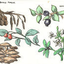 Diario botánico en acuarela. Ilustração tradicional, Pintura em aquarela, Ilustração botânica, e Sketchbook projeto de DelKoral Barrueto - 03.07.2021
