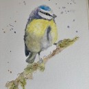 My project in Artistic Watercolor Techniques for Illustrating Birds course. Traditional illustration, Watercolor Painting, Realistic Drawing, and Naturalistic Illustration project by jtribbe68 - 07.24.2021