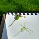 Botanical illustration projects. Traditional illustration project by Julie - 08.07.2021