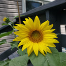 A bright and sunny flower!. Un progetto di Fotografia di Alfredo Garcia - 22.08.2021