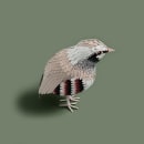 Paper Birds. Un proyecto de Diseño, Ilustración tradicional y Papercraft de Sarah Louise Matthews - 31.08.2021