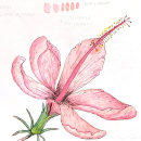 Mi Proyecto del curso: Cuaderno botánico en acuarela. Ilustração tradicional, Pintura em aquarela, Ilustração botânica, e Sketchbook projeto de Noemí Jiménez - 05.09.2021