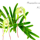 Mi proyecto del curso: ilustración botánica con acuarela. Illustration project by Alejandra Domic - 09.10.2021