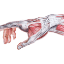 Músculos y tendones de la mano. Ilustração tradicional, Artes plásticas, Desenho anatômico e Ilustração com tinta projeto de Fabio Romero - 09.10.2021