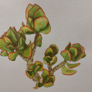 Leçon botanique de Mr Lapin. Pintura projeto de Stephany Dreamcolor - 14.10.2021