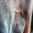Horse beauty. Fotografia projeto de Annachiara Varini - 20.10.2021