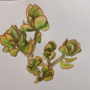 Mon projet du cours : Carnet de croquis botanique : une approche méditative. Desenho, Pintura em aquarela e Ilustração botânica projeto de Stephany Dreamcolor - 27.10.2021