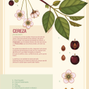 Infografías botánicas. Un proyecto de Diseño e Ilustración tradicional de Patricia García Ianni - 04.11.2021