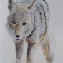 Coyote. Pintura em aquarela projeto de Lya Bencosme - 19.11.2021