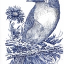My project in Naturalist Illustration with Ballpoint Pen  course. Traditional illustration, Drawing, Realistic Drawing, and Naturalistic Illustration project by Afroditi Mavroeidi - 11.30.2021