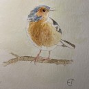 My project in Artistic Watercolor Techniques for Illustrating Birds course. Un progetto di Illustrazione tradizionale, Pittura ad acquerello, Disegno realistico e Illustrazione naturalistica di Eva Torkelson - 07.12.2021