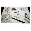 Dibujos de Naturaleza. Design, Desenho a lápis, Desenho e Ilustração naturalista projeto de Rita Cortez - 21.12.2021
