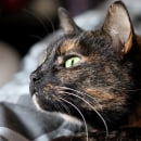 Cat Lifestyle Photography. Photograph, Portrait Photograph, Instagram Photograph, Documentar, Photograph, Lifest, and le Photograph project by Amber Taylor - 12.28.2021