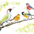 My project in Artistic Watercolor Techniques for Illustrating Birds course. Ilustração tradicional, Pintura em aquarela, Desenho realista e Ilustração naturalista projeto de Neil Smith - 04.01.2022