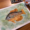 Final Project: Freshwater Sunfish (Experimental Watercolor Techniques for Beginners). Traditional illustration, Fine Arts, Watercolor Painting, and Naturalistic Illustration project by Brooke Walker - 01.22.2022