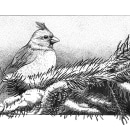 Another Bird for the course Dip Pen and Ink Illustration: Capturing The Natural World. Un proyecto de Ilustración tradicional de Richter Jutta - 22.01.2022