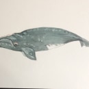 Mi Proyecto del curso: Técnicas de ilustración naturalista: ballenas en acuarela. Un proyecto de Ilustración tradicional, Diseño de carteles, Ilustración digital y Manga de Martha Gpe. Rojas Mena - 23.01.2022