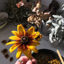 Dyeing with local rudbeckia flowers. Tingimento têxtil, e Design têxtil projeto de Rebecca Rigg - 02.02.2022
