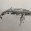 Mój projekt z kursu: Naturalistyczne techniki ilustracji: wieloryby w akwareli. Traditional illustration, Poster Design, Digital Illustration, and Manga project by mariolah - 02.04.2022